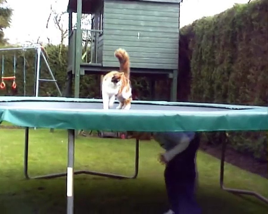 Cat on trampoline funny
