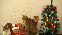 9匹の猫のクリスマス☆ 9 cats of Christmas