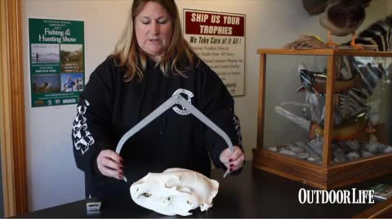 12 How to Measure a Bear Skull video Dailymotion