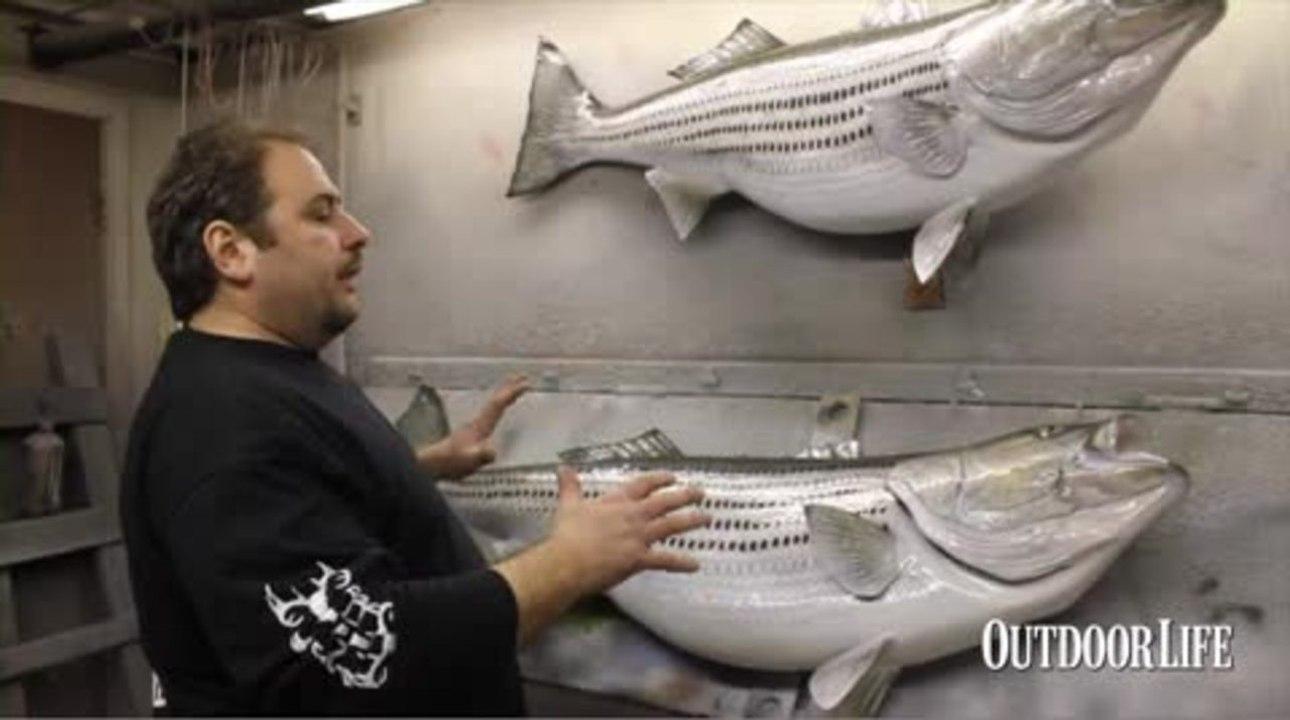 How to Measure a Fish for a Perfect Replica Mount video Dailymotion