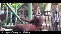 Best Animals Mating_ Chimp mating - orangutan mating funny videos 2016