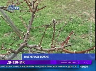 Dnevnik, 24. februar 2016. (RTV Bor)