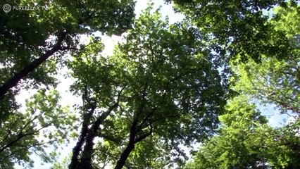 Relaxation For Children Music for Learning, Quiet, Positive, Harmony PURE RELAX vidéo