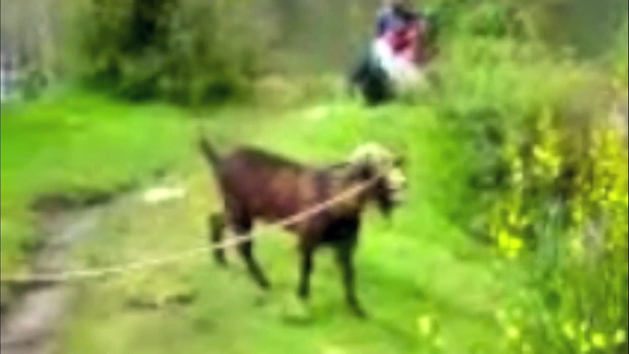 Goats Yelling Like Humans - Super Cut Compilation