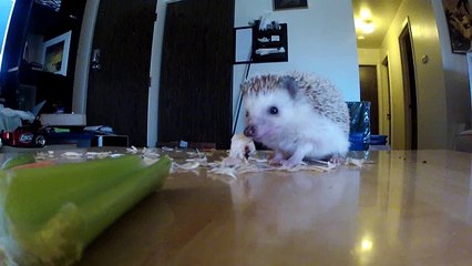 Male hedgehog eating chicken