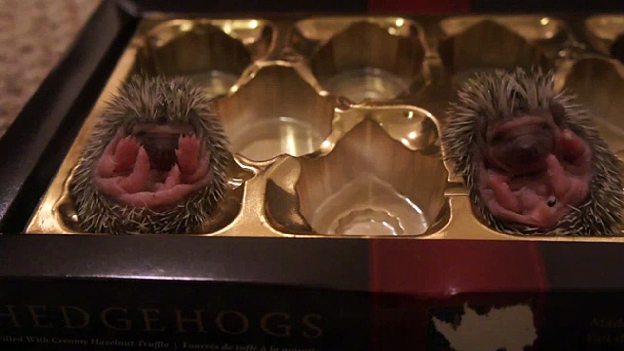 Chocolate Hedgehogs