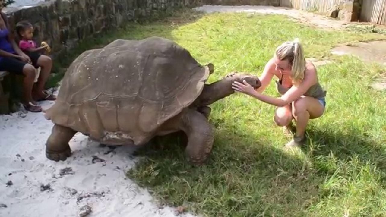 Brave Girl feeding Big Turtle