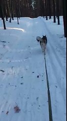 Тренировка (ездовой спорт)