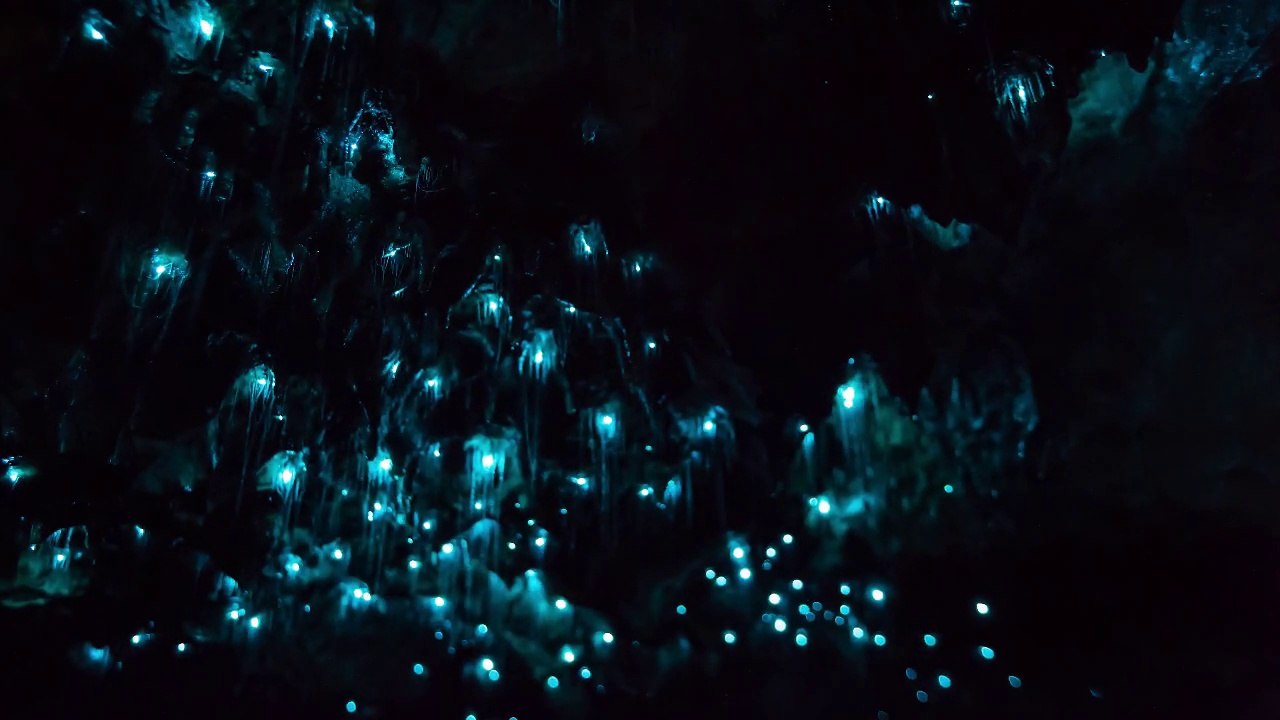 Glowworms in Motion