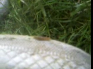 chenille sur des converses