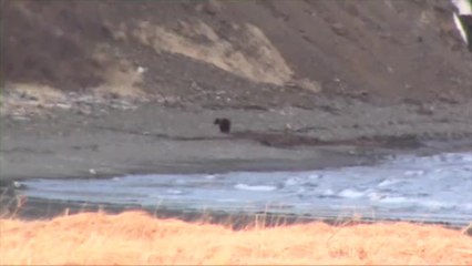 Live Hunt Video: Brown Bear Hat Trick on the Alaska Peninsula