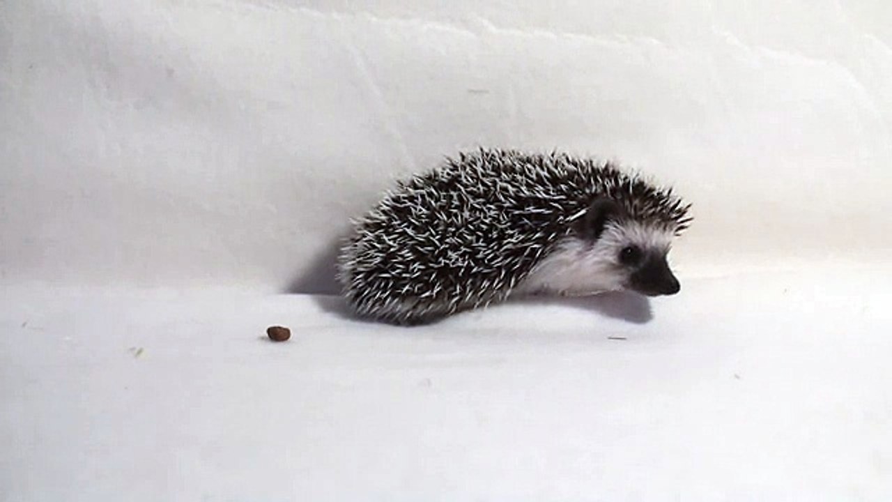 Baby Hedgehog exploring 7 weeks old Детские изучения 7 недель