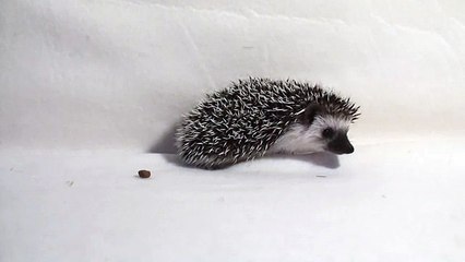 Baby Hedgehog exploring 7 weeks old Детские изучения 7 недель