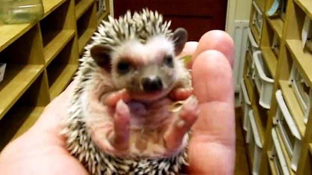 Детский африканский Ежик Baby African Pygmy Hedgehog in HD