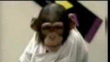 Monkey_kissing