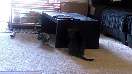 Parrot vs Cat Living room stand off!