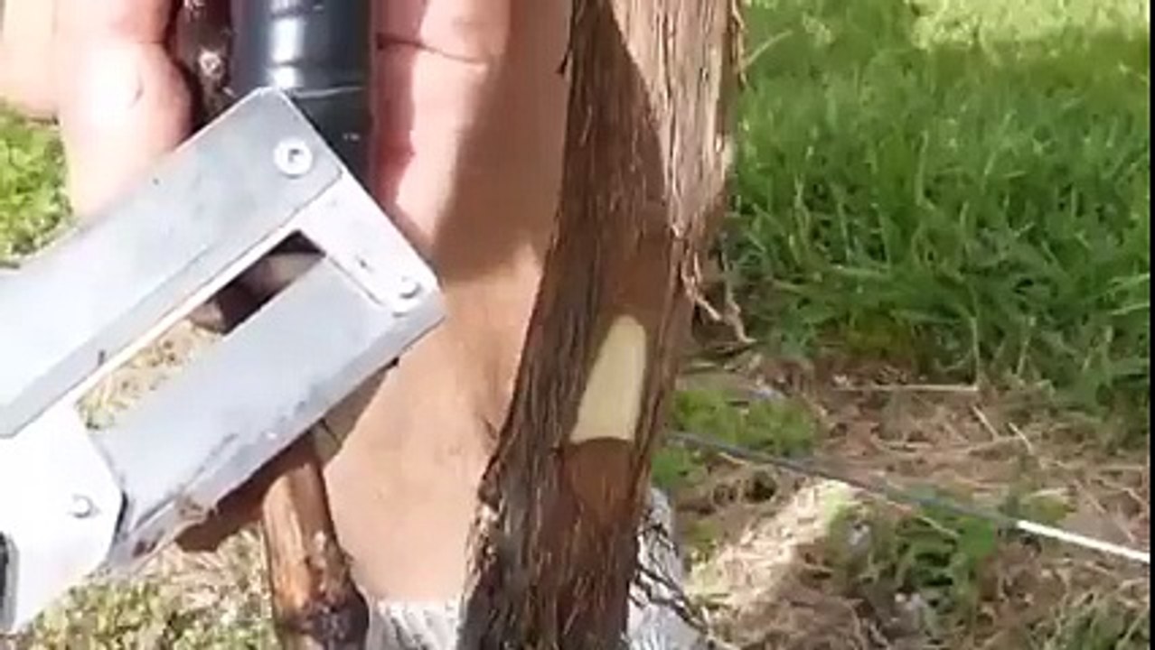Εμβολιασμός αμπελιού