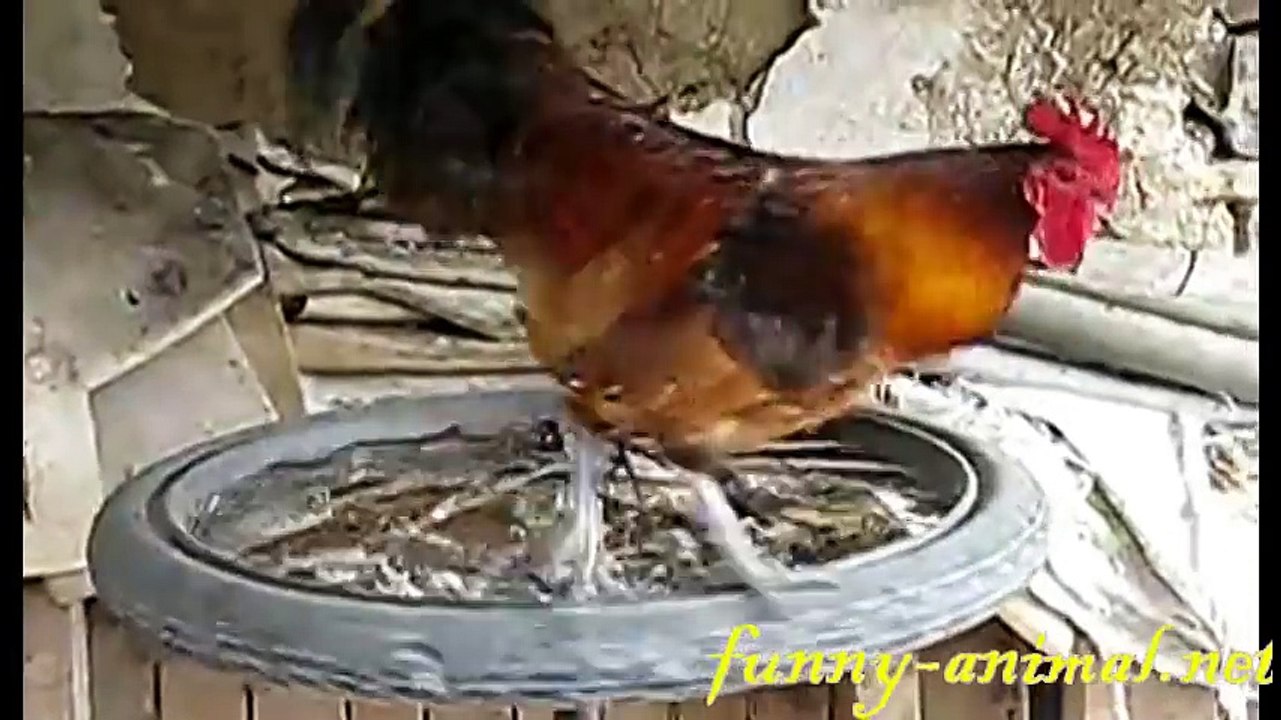 Special Treadmill - Rooster running fun ,