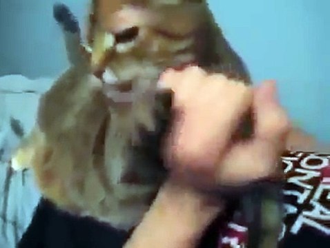 С этим котом явно что-то не так