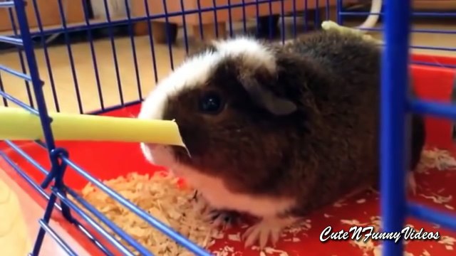 Милые морские свинки. Прикольные домашние морские свинки