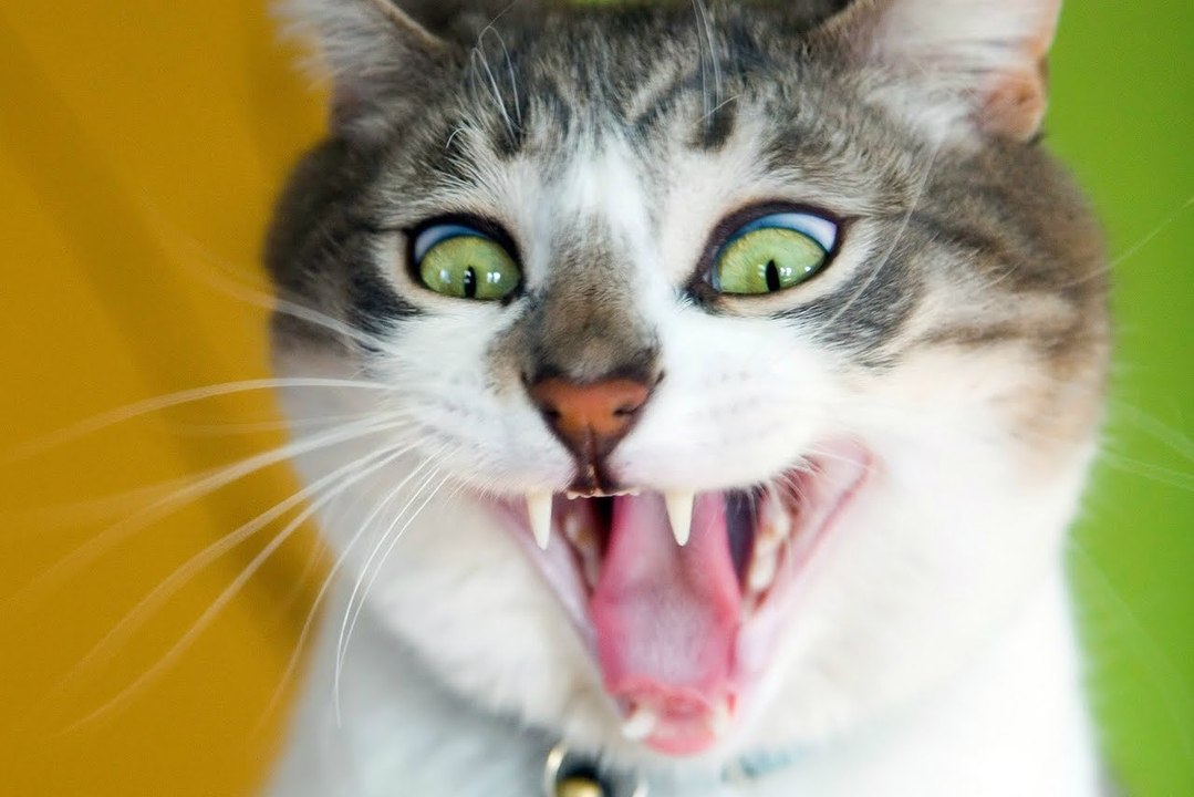 funniest cats compilation part 3
