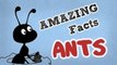 Amazing Facts About Ants | Cool Ant Facts | OMG Facts About Animals