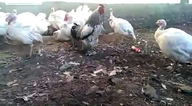 Пацан против петуха))))