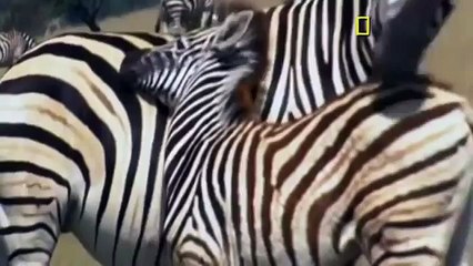 NAT GEO WILD CEMENTERIO DE ANIMALES De Colección Video June 2016