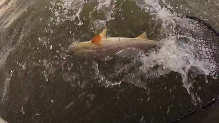 Welcome to the Louisiana Delta