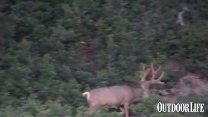 Record Quest Video: Monster Muley Taken in Southwest Utah
