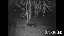 Live Hunt Video: Alaska Black Bear Season