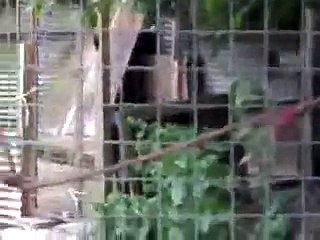 Kurdish Kangal Dogs Farmery,England