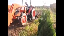 HHF News.....Instructional Video on Tree Planting of Green Giant Liners