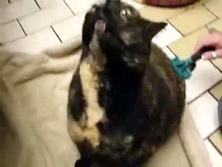 Прикол Кошка мяучит как движок Субары