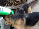Chocolate Labrador Puppy chasing 2 German Shepherds