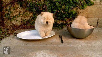Chow Puppy Can t Get Out Of Bowl