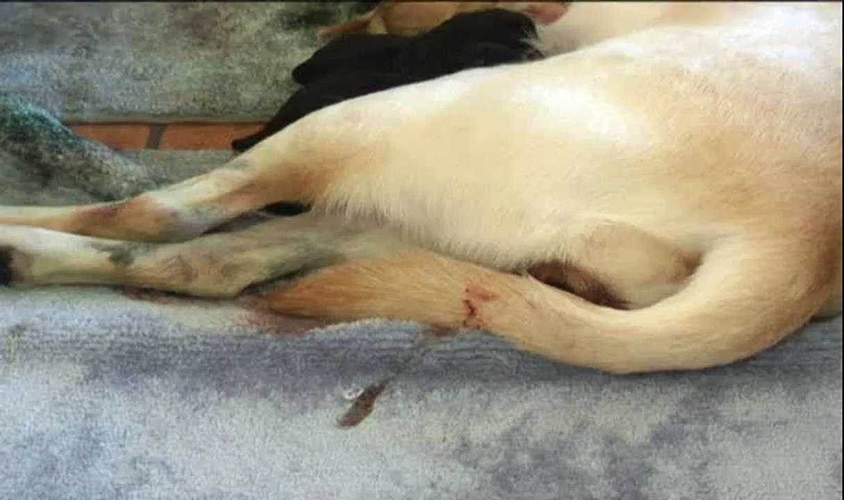 Live puppy birth - Lab puppies being born! AWESOME!