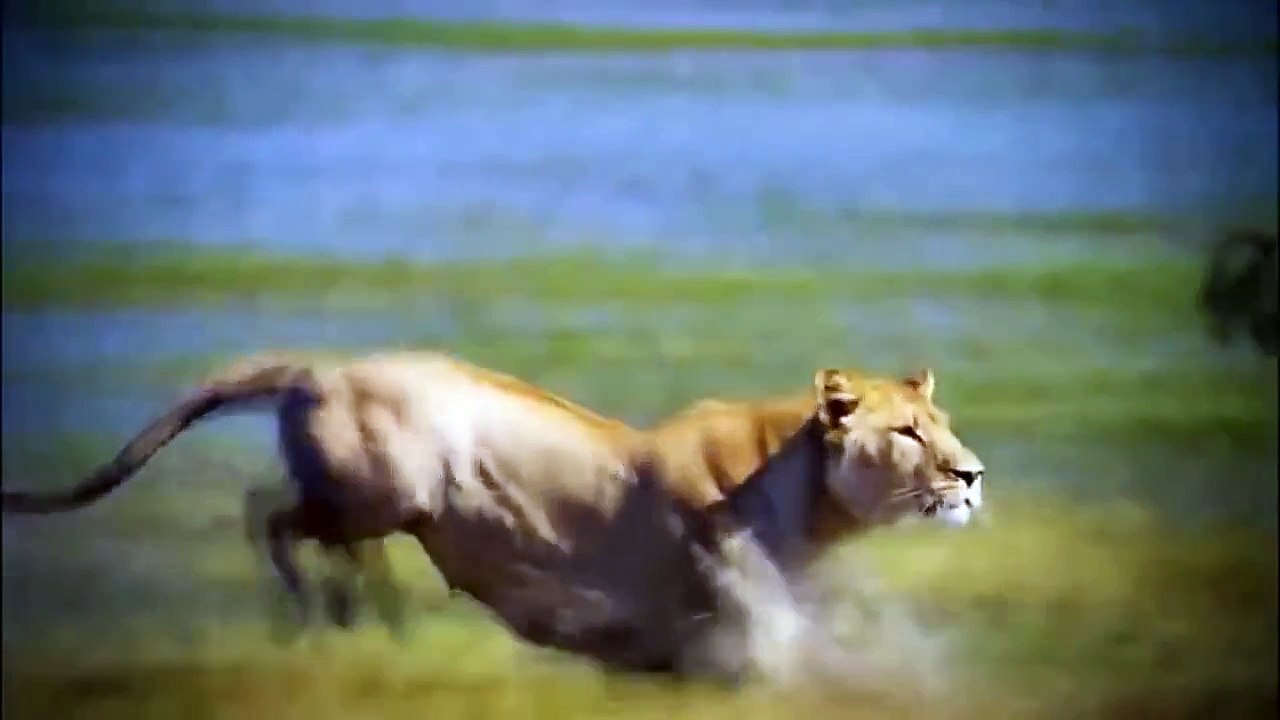 Animal crocodile documentary National Geographic Discovery