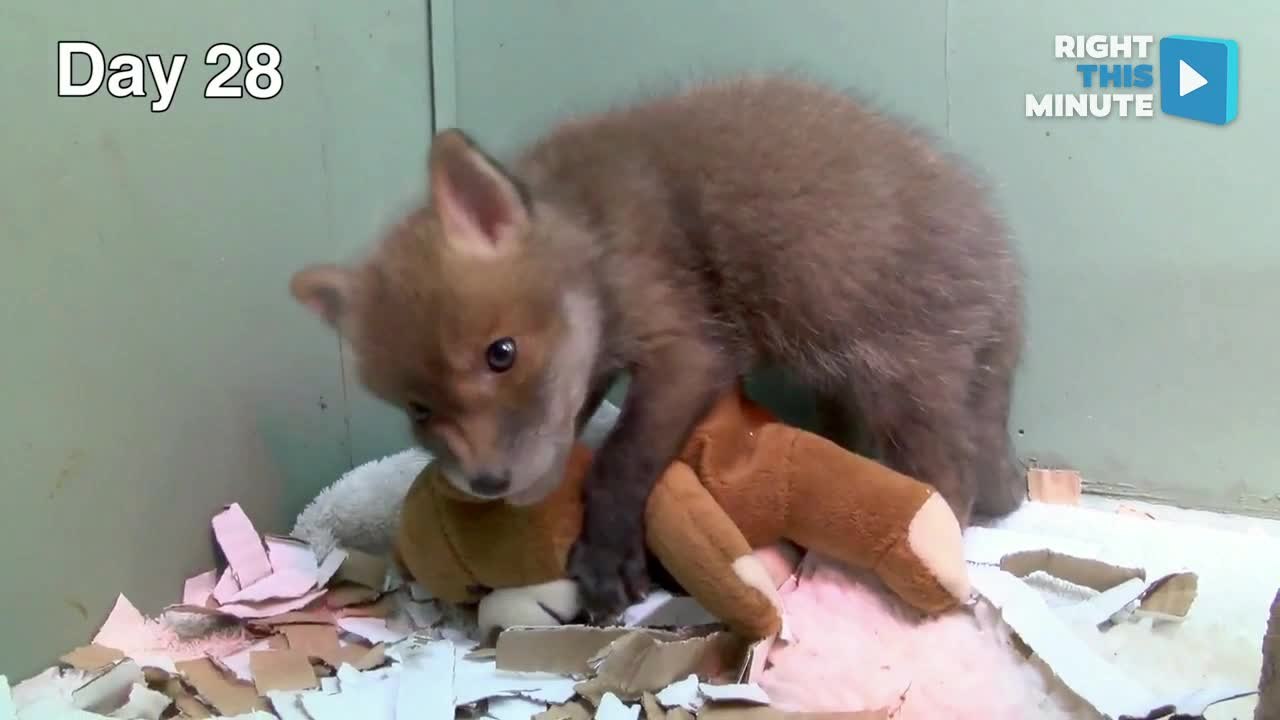 Watch This Adorable Fox Cub Grow From Birth to 35 Days Old