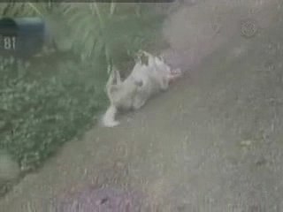 Chien fun