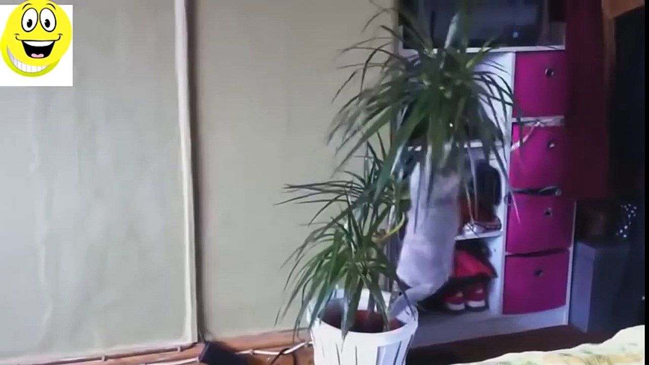Funny Cats Compilation - Funny videos 2015