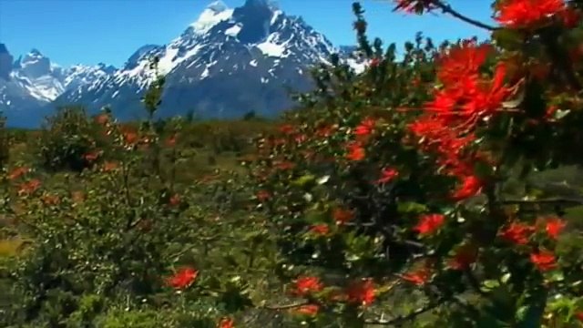 Documentário Animais Selvagens - PUMA, O LEÃO DOS ANDES [Documentário Completo e Dublado NAT GEO]