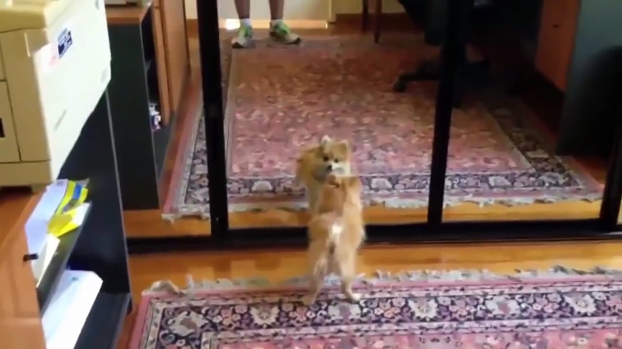 animal aeaction when in front mirror funny animals compilation