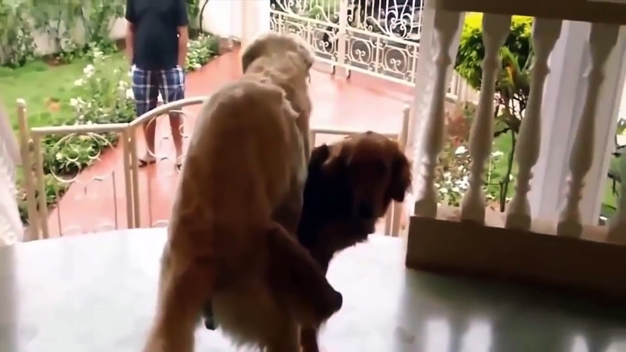 Funny mating animals videos
