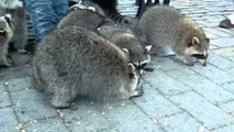 JM Nature Watch - Raccoons begging for chips!