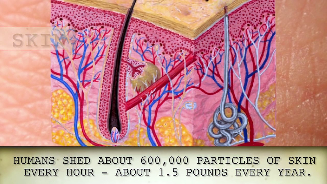 Facts You Didn t Know About The Human Body (2)