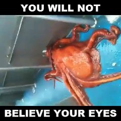 You Will Not Believe Your Eyes