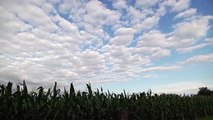 Sky above corn field