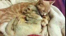 Cat Gives Adorable Ferret a Bath Funny Video