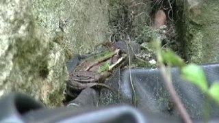 La grenouille du jardin.